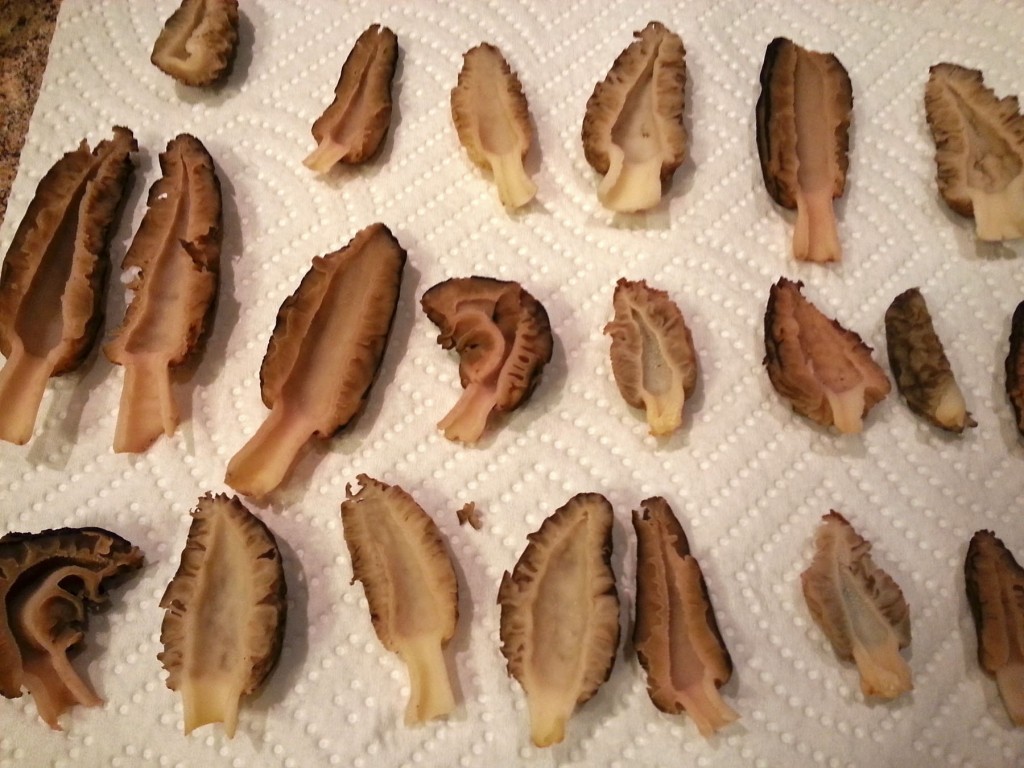 » Morel Mecca Washington Wildfires and a Finicky Fungus